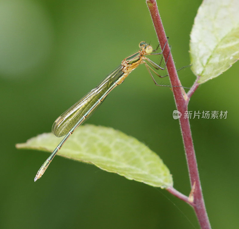 南方翡翠豆娘(Lestes barbarus)雄性